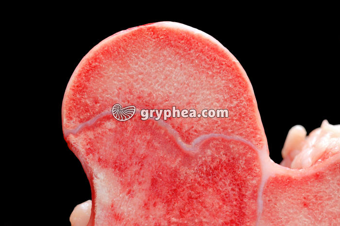 Os long montrant le cartilage de conjugaison  - gryphea.com